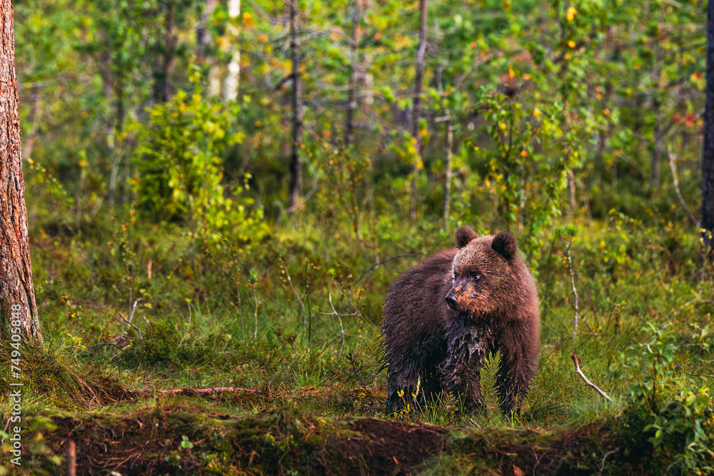 brown bear cub brown bear cub