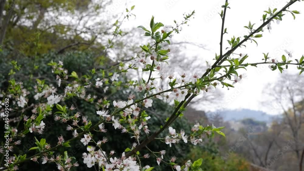 Beautiful Spring Apricot tree blossom open Beautiful Spring Apricot tree blossom open