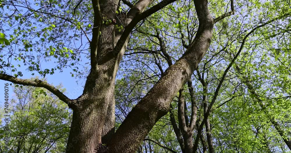 deciduous trees in a mixed forest in the spring season, beautiful young green foliage in the park deciduous trees in a mixed forest in the spring season, beautiful young green foliage in the park