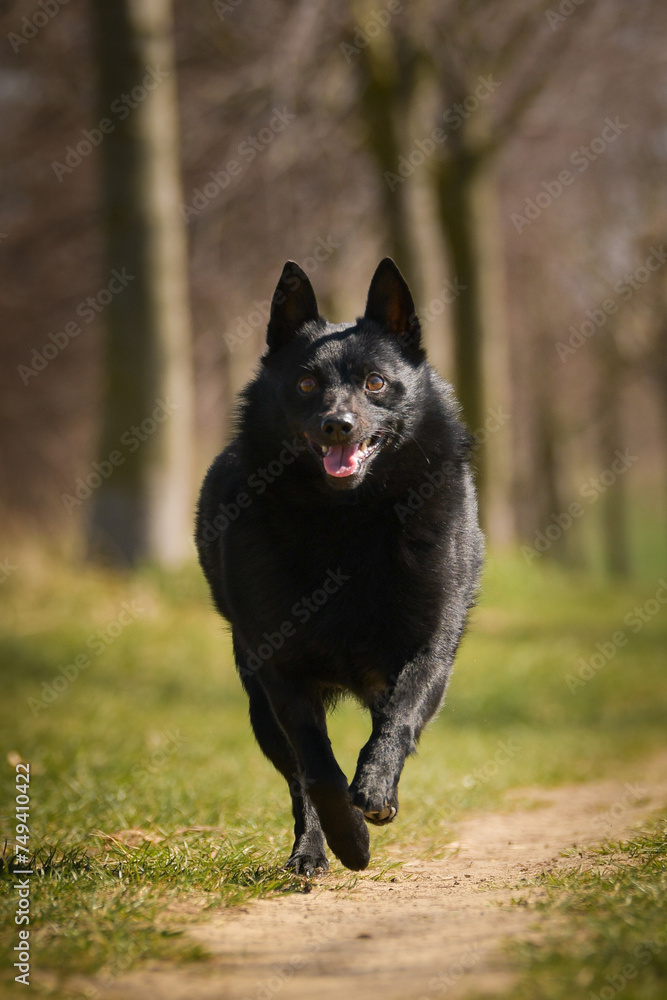 Young female of schipperke is running in grass. She has so nice face. She is so patient model.
Young female of schipperke is running in grass. She has so nice face. She is so patient model.