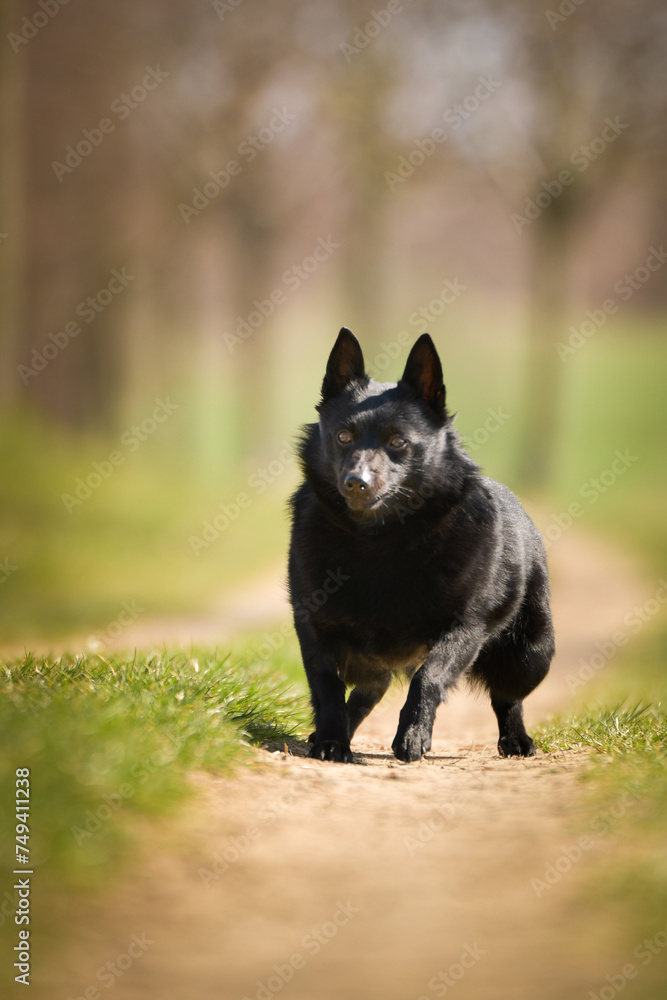 Young female of schipperke is running in grass. She has so nice face. She is so patient model.
Young female of schipperke is running in grass. She has so nice face. She is so patient model.