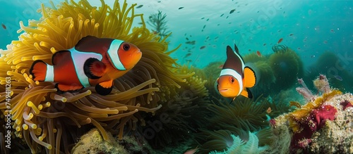 A couple of clownfish swim gracefully next to an anemone in a kelp forest off the California coast. The vibrant orange fish interact with the anemone, seeking protection and food in their natural
