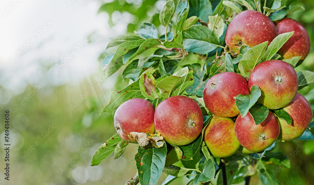 Obraz premium Apple, tree and fruit closeup with leaves outdoor in farm, garden or orchard in agriculture or nature. Organic, food and farming in summer with sustainability, growth and healthy environment mockup