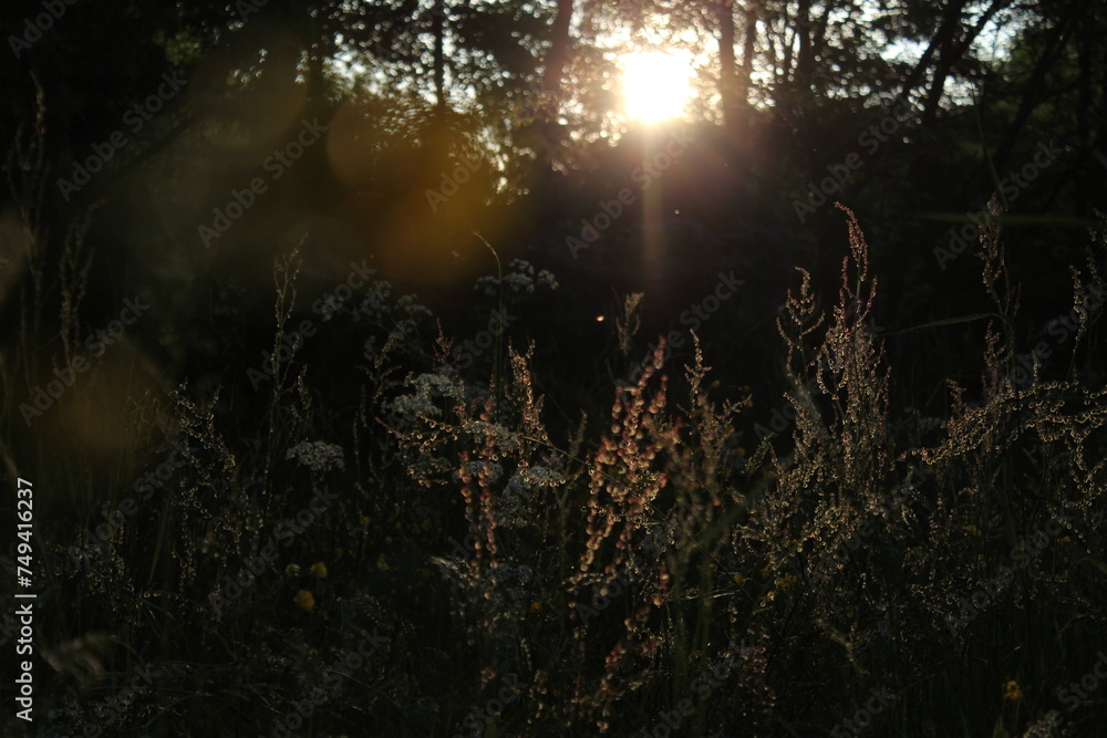Abendstimmung im Wald Abendstimmung im Wald