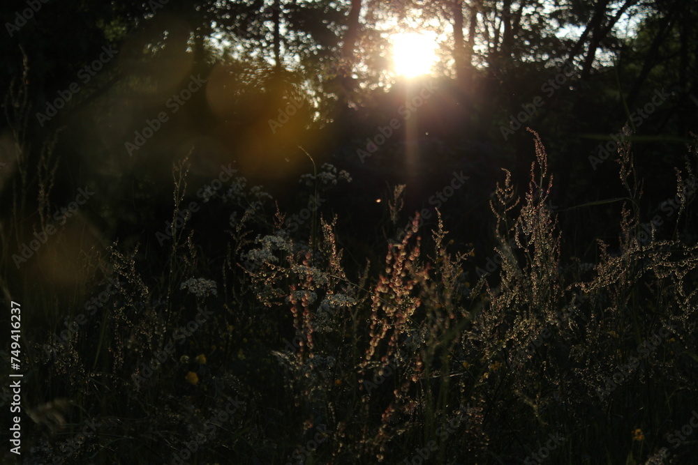 Abendstimmung im Wald