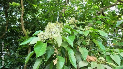 Aleurites moluccanus (candlenut, candleberry, Indian walnut, kemiri).  The nut is appreciated in many cultures once cooked or toasted and commonly used in curries photo