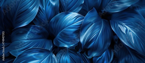 A cluster of blue tropical leaves is photographed up close, showcasing their unique texture and color. The leaves fill the frame, creating a visually striking pattern.