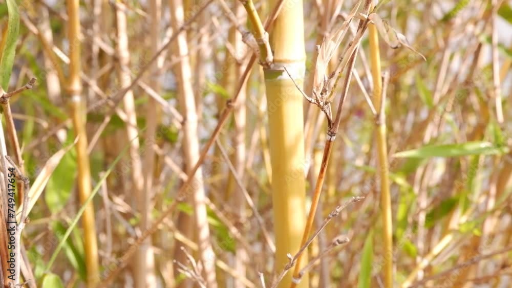 Rolling focus through a bamboo forest Rolling focus through a bamboo forest