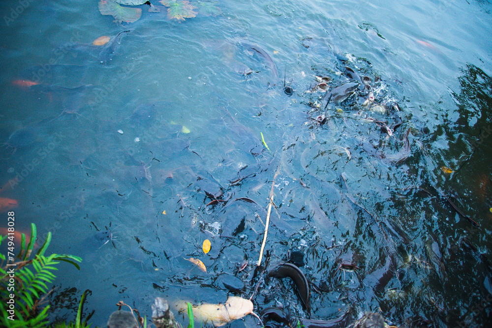 Albino catfish are also asked by many people to buy them for ornamental