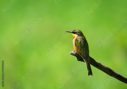 Bee Eater Bird on a Branch Perched with a Green Background