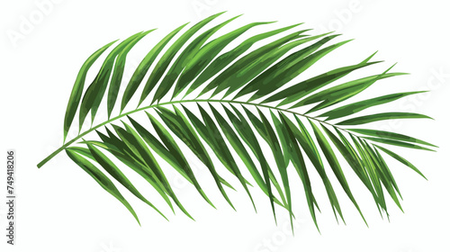 Vector green palm leaf silhouette isolated on white background