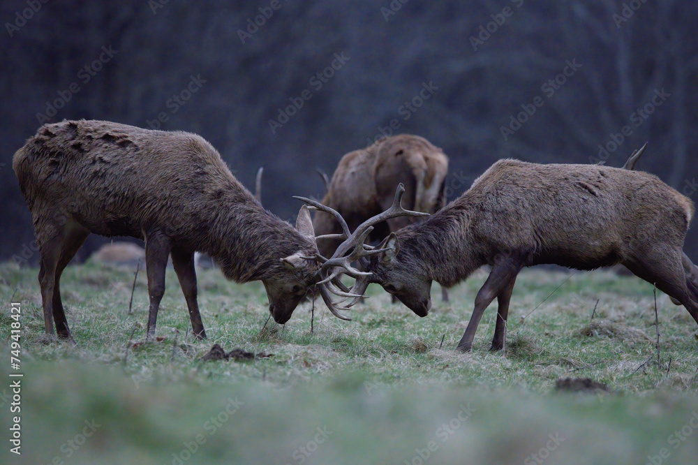 Fototapeta premium Stags head butting