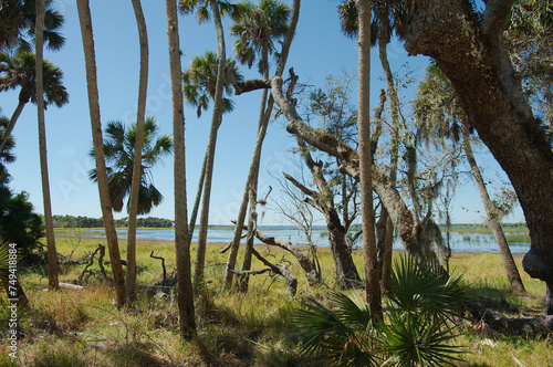 Wide View through multiple trees both foreground and sides to Wide in middle looking at Myakka Lake in Myakka River State Park in Sarasota Florida, Green grass and blue water with a blue and white sky photo