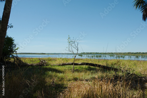 Tree on ground foreground. Small bare tree to Wide view looking at Myakka Lake in Myakka River State Park in Sarasota Florida, Green grass and blue water with a blue and white sky with room for copy. photo