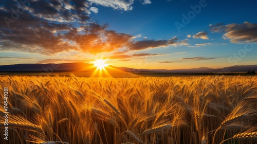 Golden dawn. sunrise over wheat field - scenic morning landscape for stock image © Ksenia Belyaeva