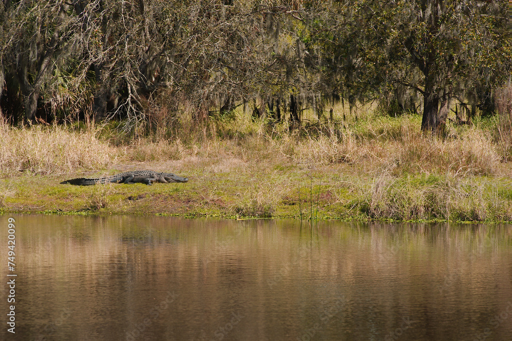 Alligator on the far side of the lake at  Myakka River State Park in Sarasota, Florida. In bright sun sunning with reflections in water and green grass and trees in the background. Horizontal view.
