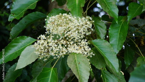 Aleurites moluccanus (candlenut, candleberry, Indian walnut, kemiri). The nut is appreciated in many cultures once cooked or toasted and commonly used in curries