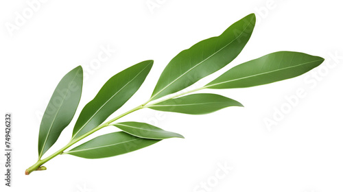 Isolated Olive Branch on transparent background © TV24
