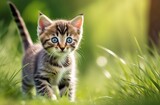 Funny little tabby kitten walking in the wild. Cute kitty with big green eyes looking up in grass in forest. Banner with cat on nature outdoors 