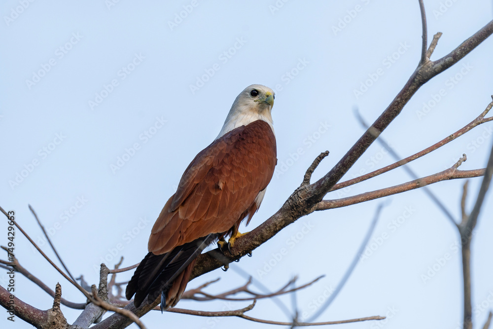 Brahminy kite on the tree, portrait of sea-eagle, Haliastur indus in Sri Lanka Brahminy kite on the tree, portrait of sea-eagle, Haliastur indus in Sri Lanka
