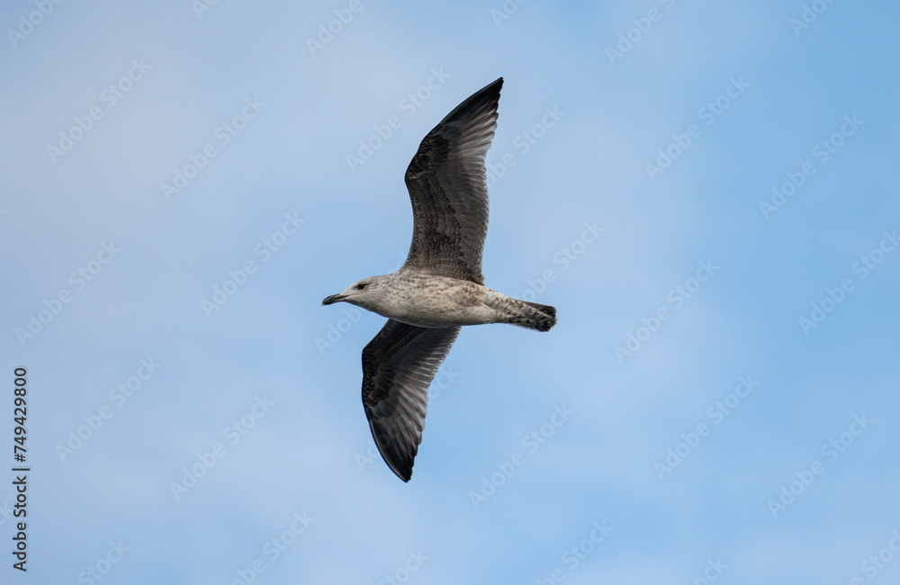 Obraz premium Gull in blue sky, European herring gull in flight, Larus argentatus, Belarus