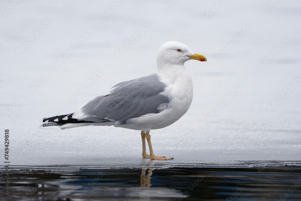 Gull standing on ice, European herring gull, Larus argentatus, Belarus