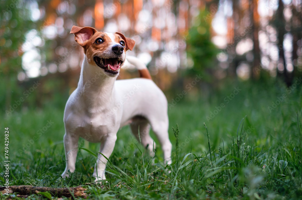 Happy dog, jack russell terrier playing outdoor