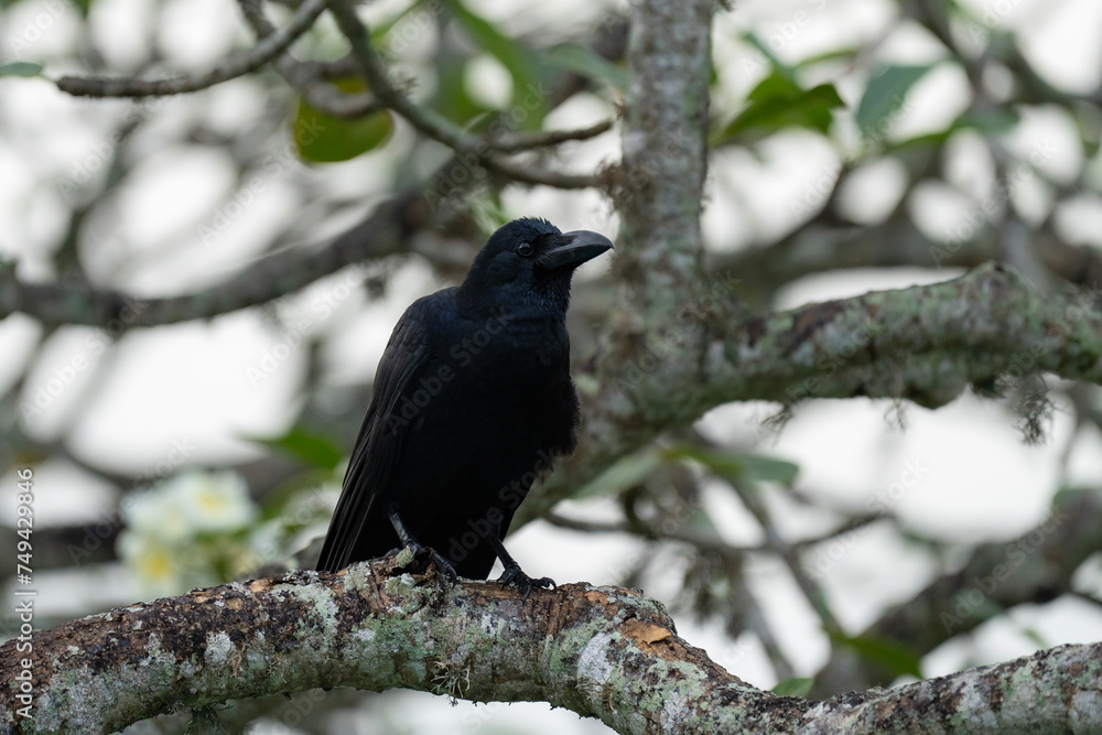 Large-billed crow on the tree, Corvus macrorhynchos in Sri Lanka Large-billed crow on the tree, Corvus macrorhynchos in Sri Lanka