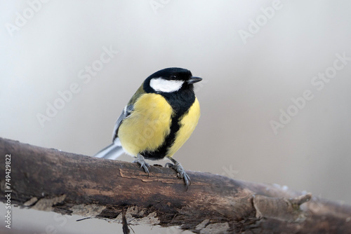 Great tit sitting on the tree, Parus major