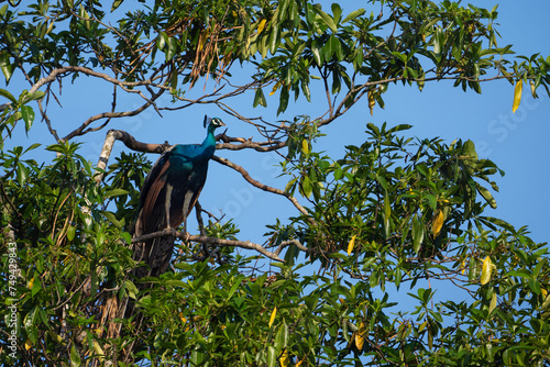 Obraz na plátně Indian peafowl on a tree, Pavo cristatus in Sri Lanka