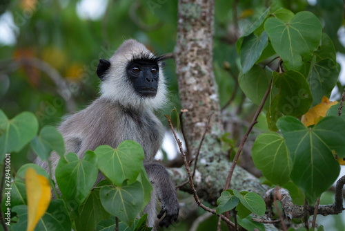 Tufted gray langur, portrait of a monkey, Yala National Park in Sri Lanka photo