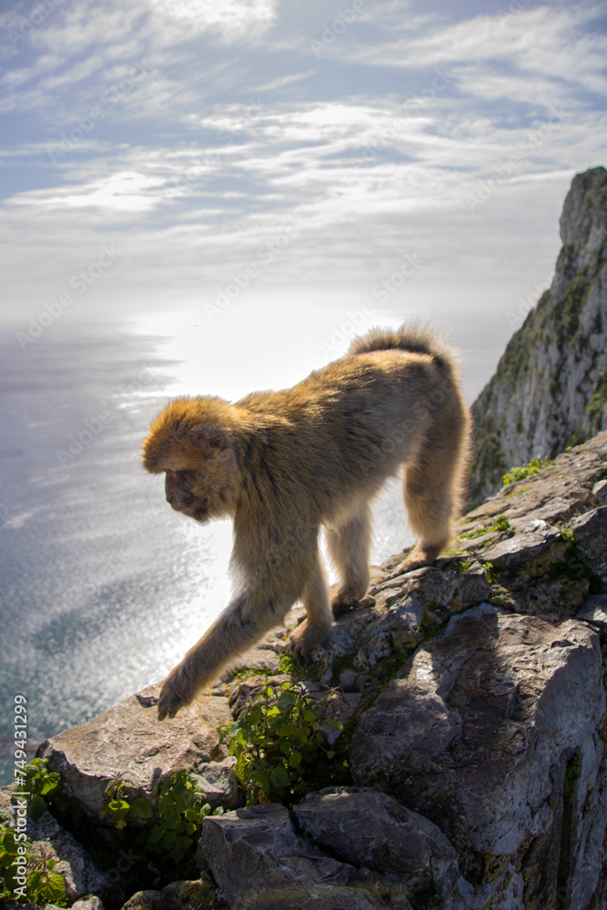 monkeys freely roaming around on the rock of Gibraltar