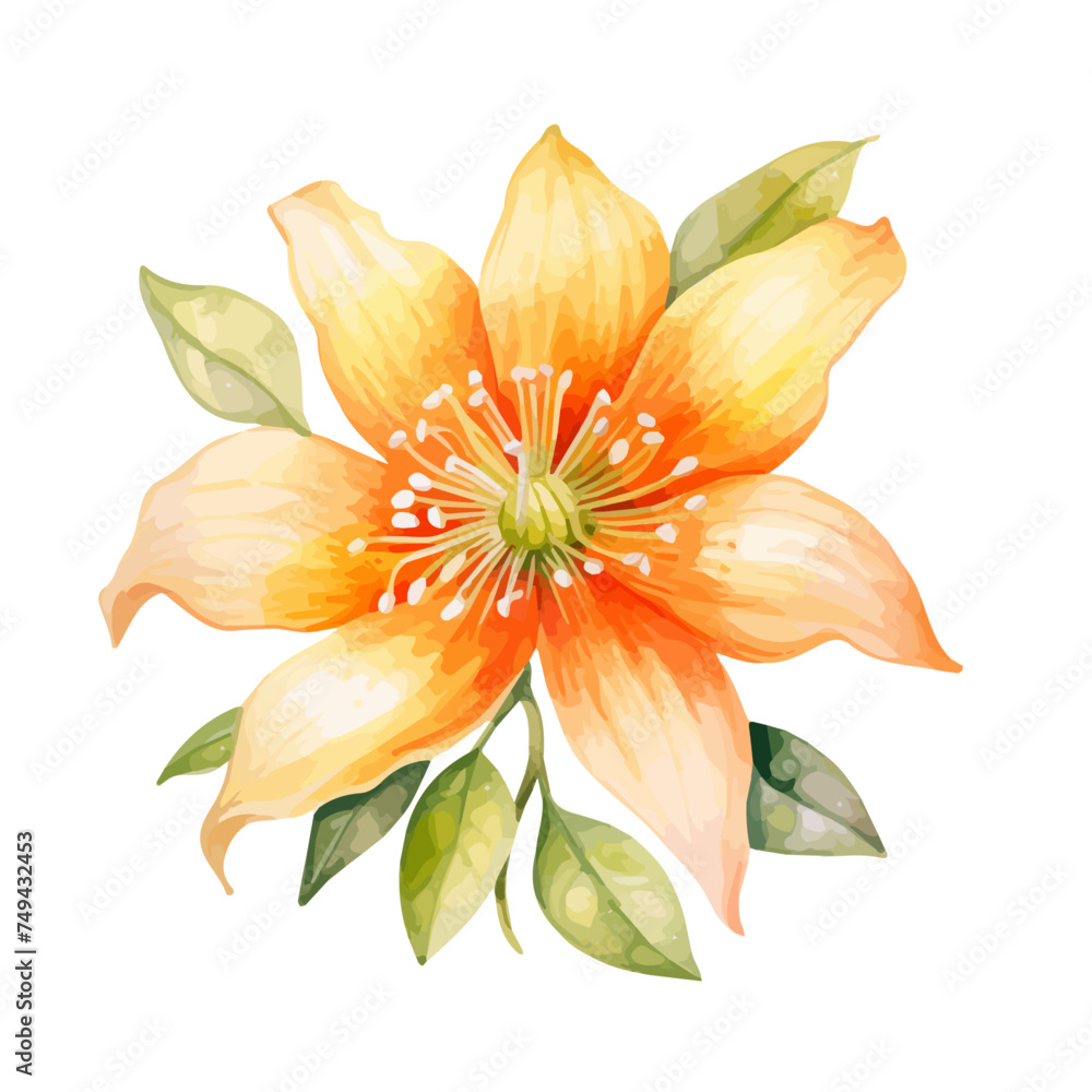 watercolor Painting of a yellow lily flower (blossom flower), Drawing ...
