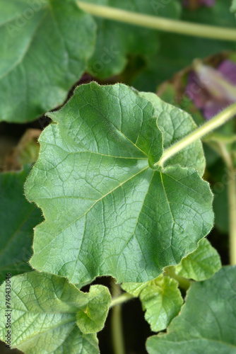 Common devils claw leaves