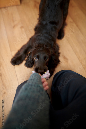 A English Cocker Spaniel puppy pulls a toy, close-up. A English Cocker Spaniel puppy pulls a rubber toy and looks at the camera. Happy pets concept, best friends, owner playing with puppy in room.