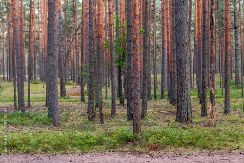 Beautiful spring pine forest with paths.