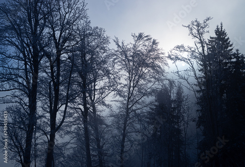 eindrückliche Winterlandschaft, Nebel und Sonne im Gegenlicht, Baumstrukturen