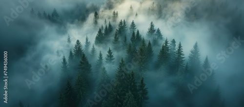 A foggy forest dominated by numerous pine trees, creating a mystical and atmospheric ambiance.