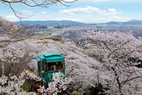 Tourists ride in a slope car enjoying a romantic joyful trip thru a forest of beautiful cherry blossom trees (Sakura) on the hillside & up to a viewpoint in Funaoka Castle Park, Shibata, Miyagi, Japan