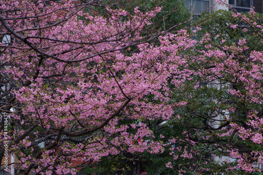 港区赤坂5丁目に咲く河津桜が雨に濡れる
