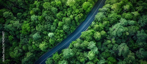 A birds eye view of a road cutting through a dense forest, surrounded by tall trees and green foliage. © FryArt