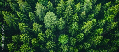 An overhead perspective of a dense forest filled with coniferous green trees creating a thick canopy covering the woodland below.