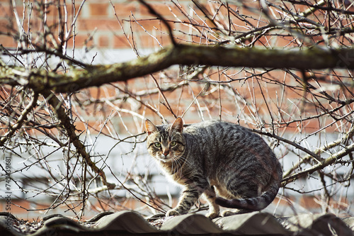 Homeless brown tabby cat sitting on the roof under the rays of the sun, spring photo