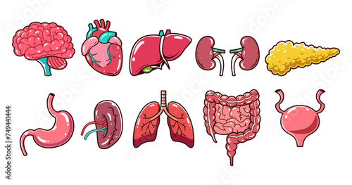 Human organ element vector illustration set