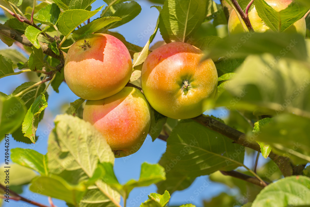 Obraz premium Apple, tree and growth of fruit with leaves outdoor on blue sky on farm or orchard in agriculture or nature. Organic, food and farming in summer closeup with sustainability for healthy environment