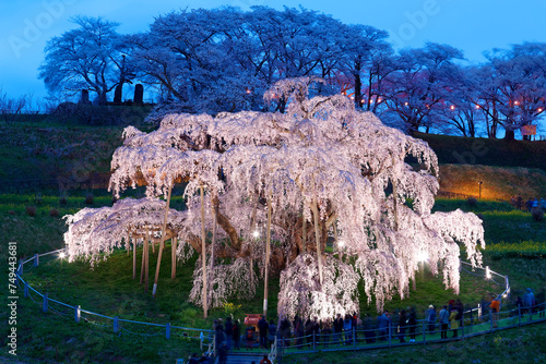 Night scene of illuminated Miharu Takizakura, a thousand-year-old cherry blossom tree on a hillside in the countryside of Koriyama, Fukushima Japan & tourists gathering to admire the giant Sakura tree