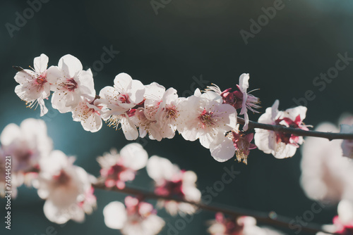 日本の庭園に咲く美しい梅の花 photo