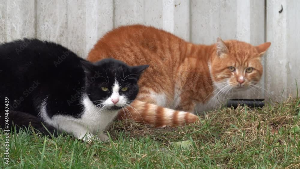 Real time shot of cute red and black and white cats sitting near fence in yard on grass during cloudy day in Istanbul Real time shot of cute red and black and white cats sitting near fence in yard on grass during cloudy day in Istanbul