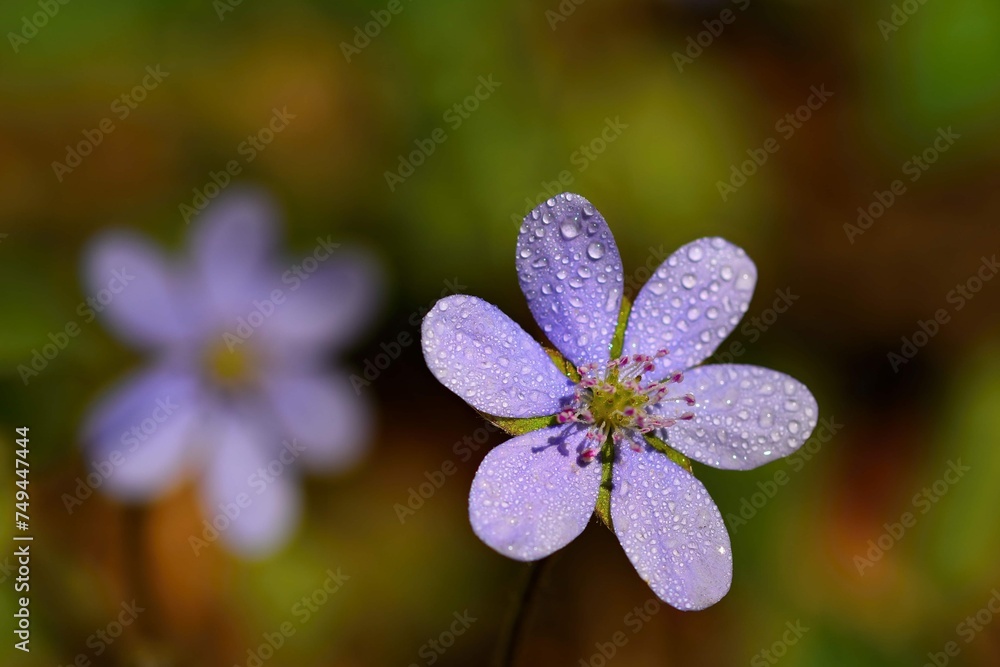 Spring Flower Beautiful Blooming First Small Flowers Forest Hepatica Hepatica Nobilis 4 Spring Flower Beautiful Blooming First Small Flowers Forest Hepatica Hepatica Nobilis 4