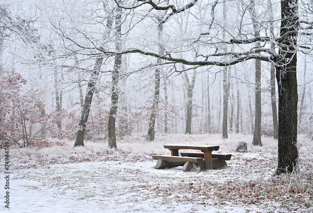 Snowy Trees Forest With Bench Table Rest Beautiful Concept Winter Nature Forest